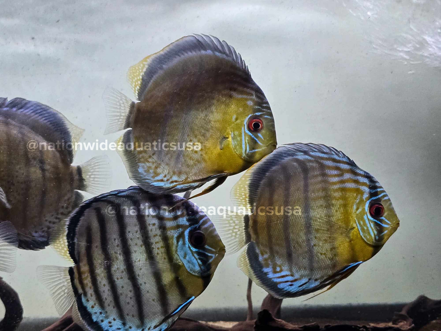 Symphysodon tarzoo
Red spotted green discus