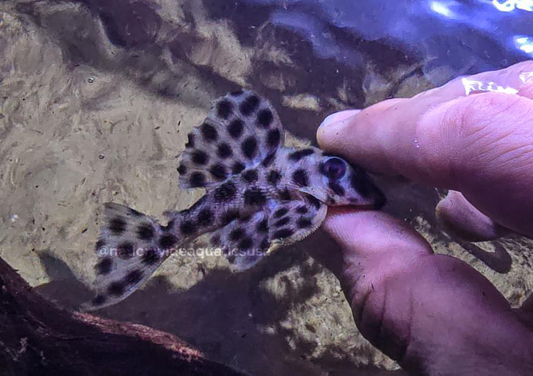 Medians Pleco (Hemiancistrus Medians)