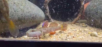 Rhinogobius Niger