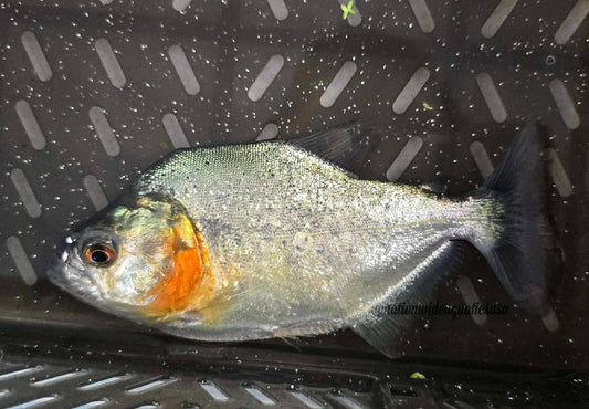 Ruby red Rhombeus (serrasalmus rhombeus Vz)