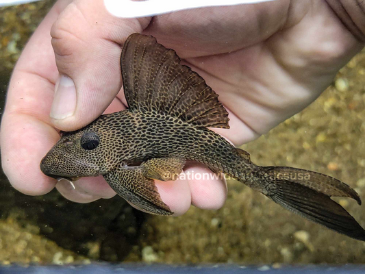 hypostomus micromaculatus 4”