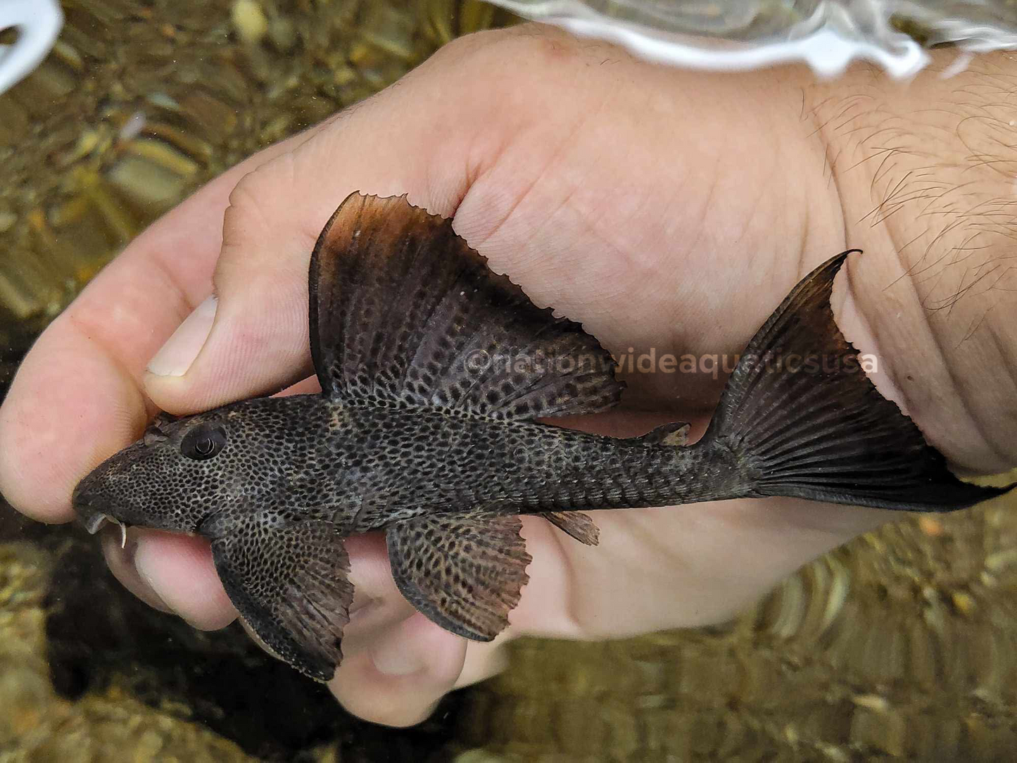 hypostomus micromaculatus 6”