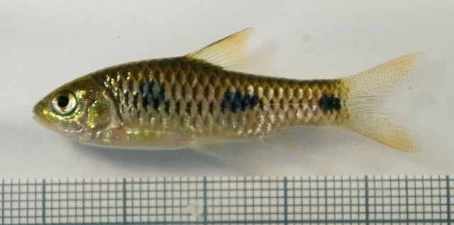 Three spot barb (enteromius trispilos)