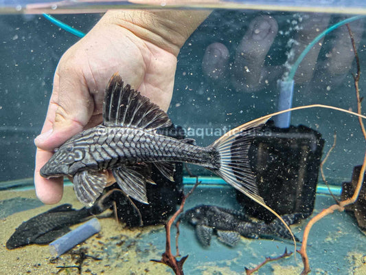 Panaque Bathyphilus 
L90 Papa Pleco / Lyre Tail Pleco