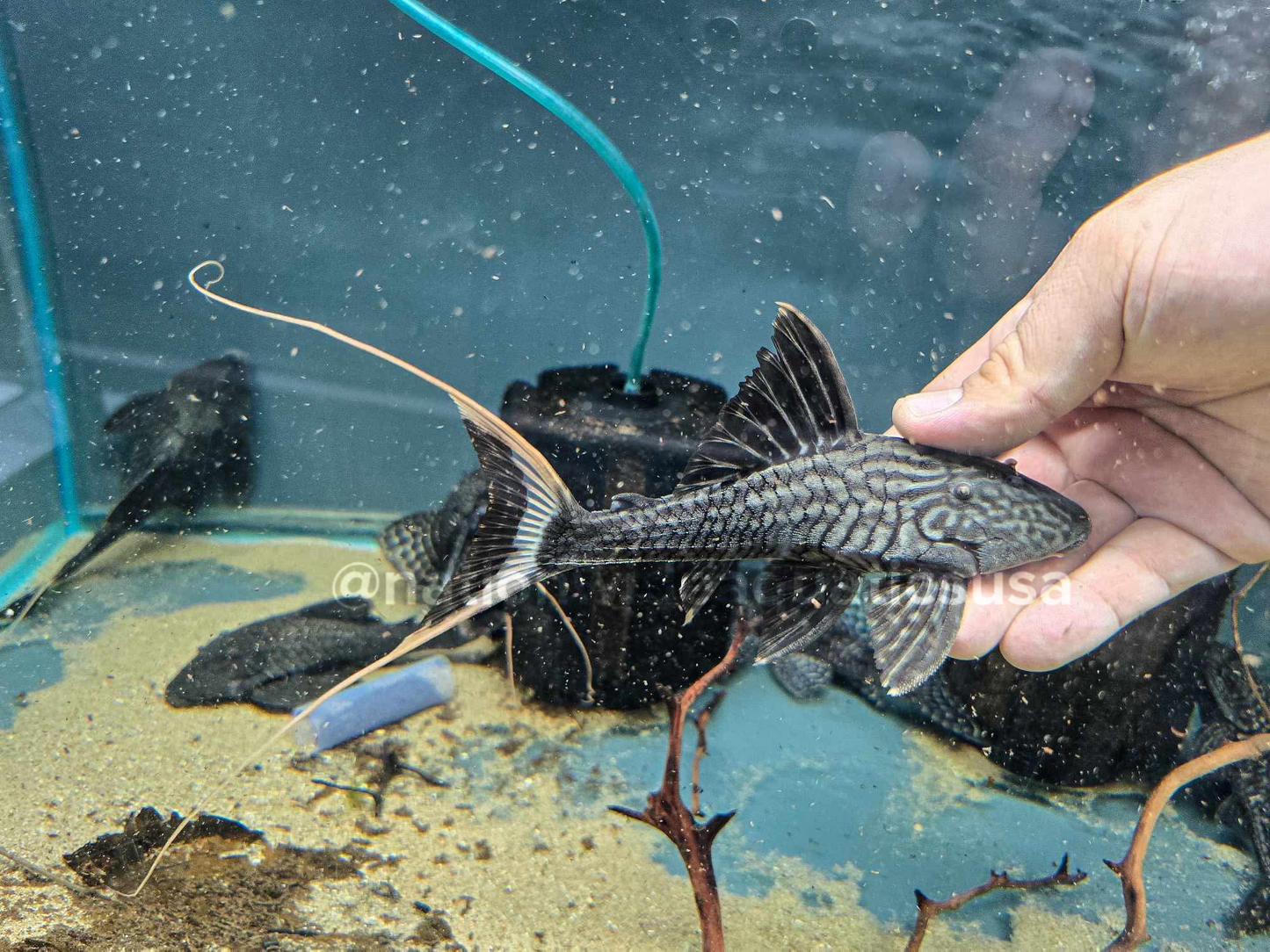 Panaque Bathyphilus 
L90 Papa Pleco / Lyre Tail Pleco