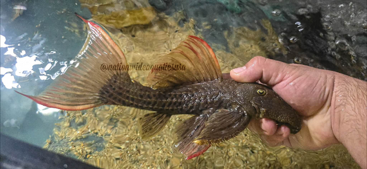 L024 Redfin Cactus Pleco (Pseudacanthicus pitanga)