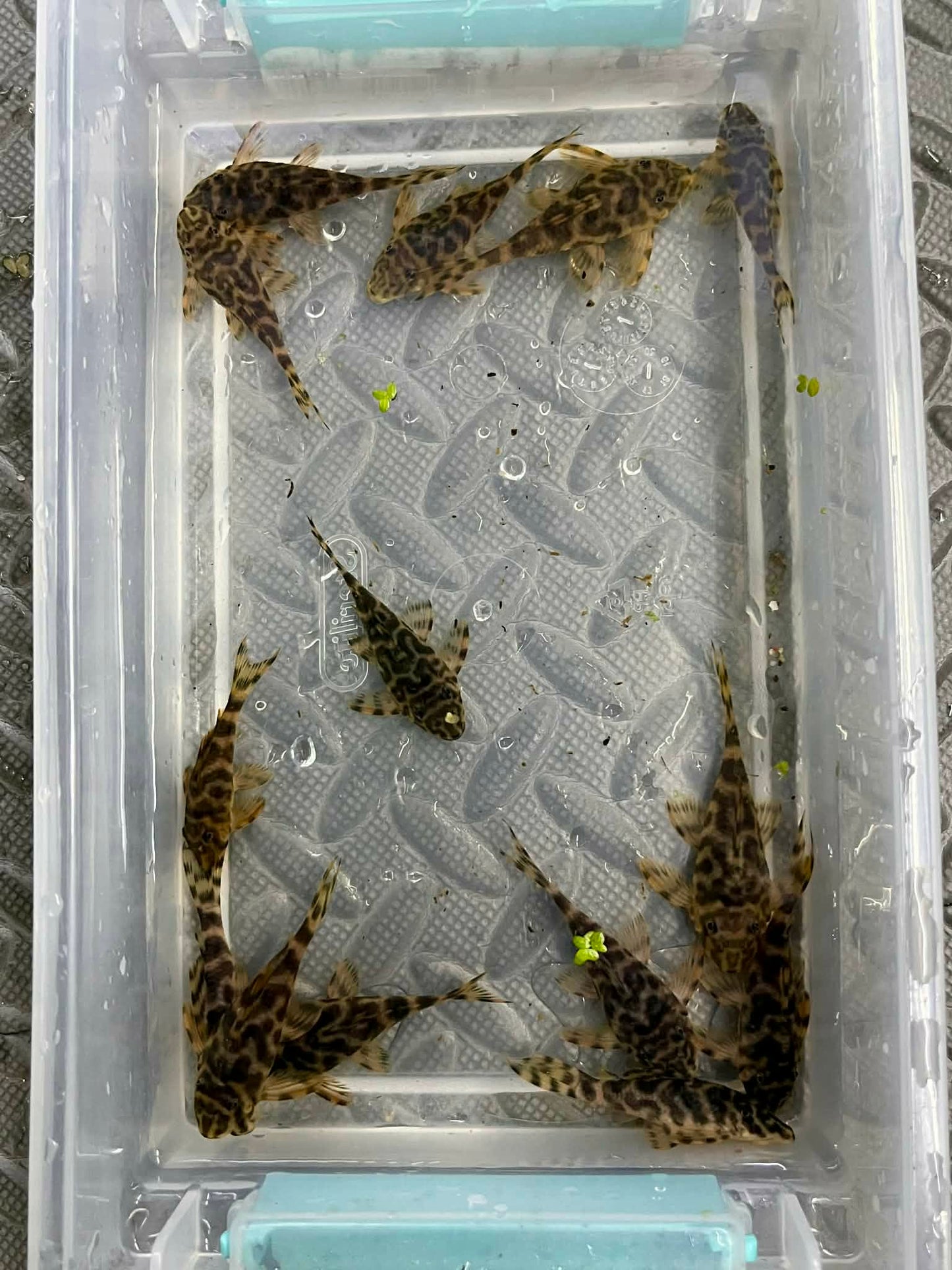 L494 Paru Tiger Pleco
(Peckoltia sp.)