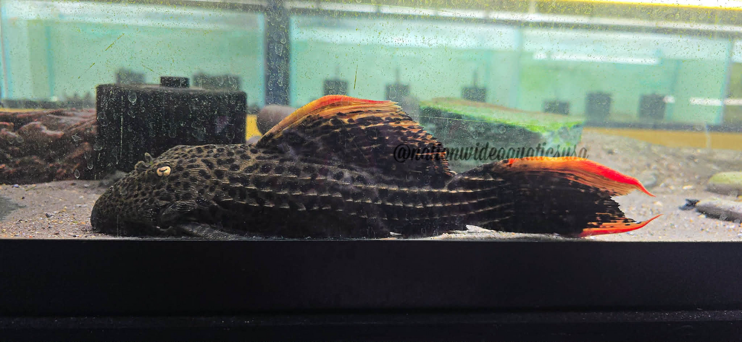 L025 Scarlet Cactus Pleco (Pseudacanthicus pirarara)
