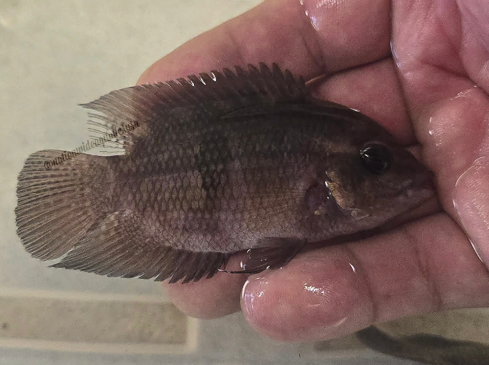 Chocolate Cichlid (Hypselecara temporalis) 10 pack