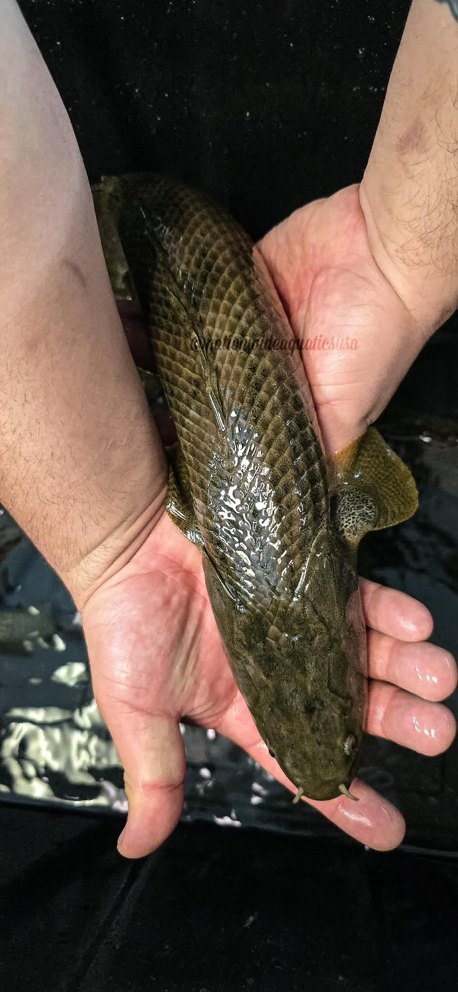 Guinean bichir(Polypterus ansorgii) 21"-23"