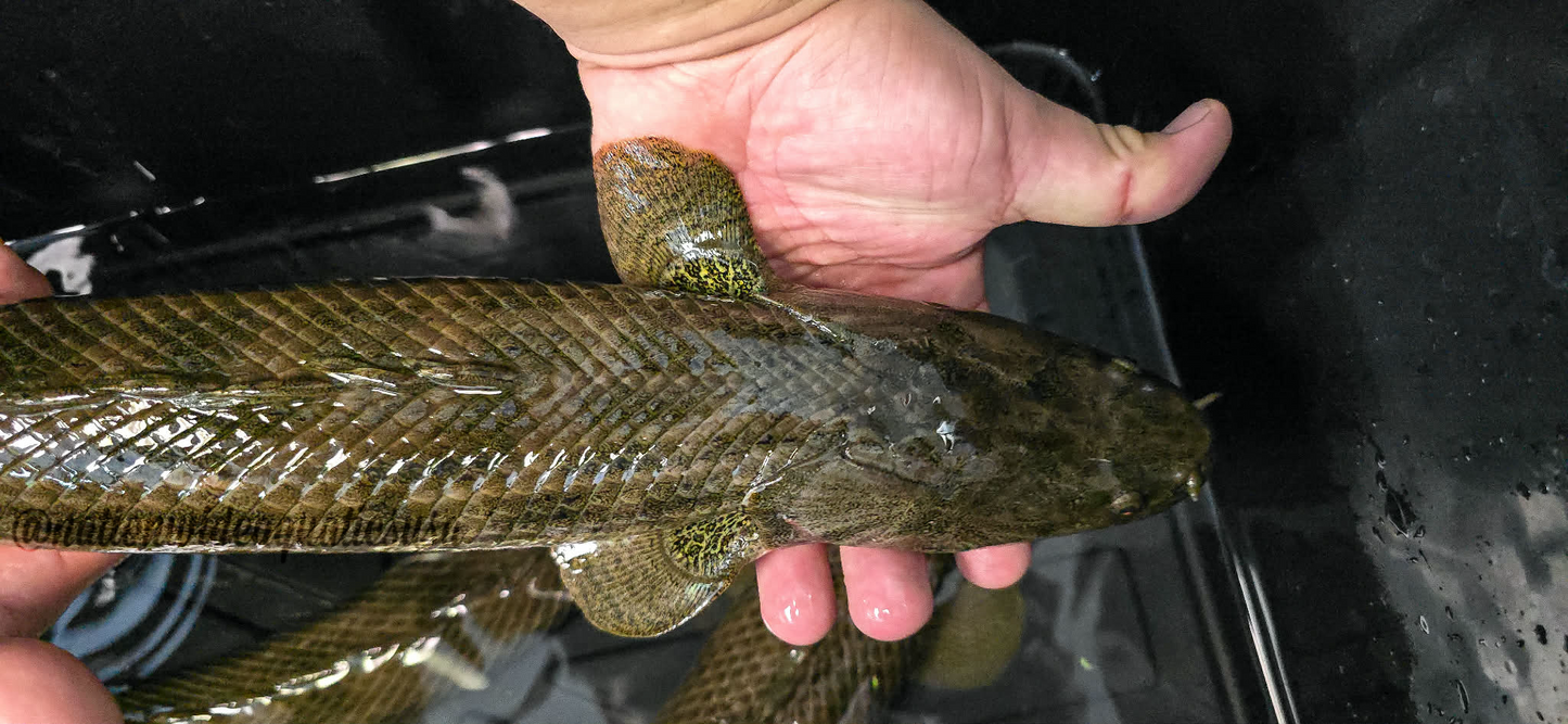 Guinean bichir(Polypterus ansorgii) 21"-23"