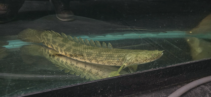Guinean bichir(Polypterus ansorgii) 21"-23"