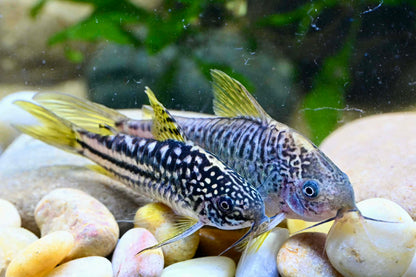 C123 Peru Yellow Cory (Gastrodermus sp. 'c123')