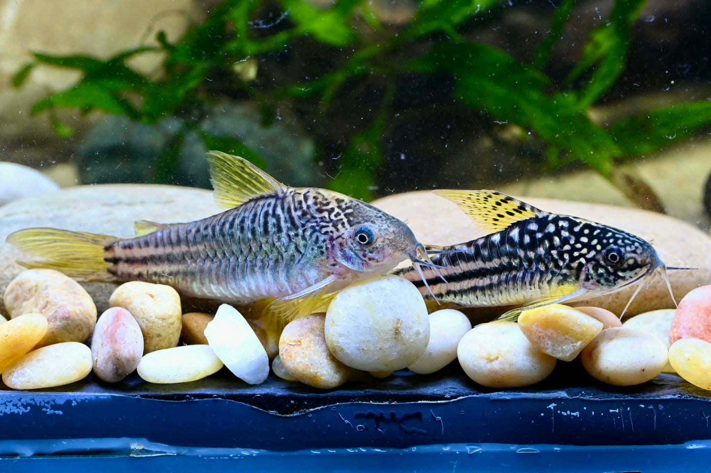 C123 Peru Yellow Cory (Gastrodermus sp. 'c123')