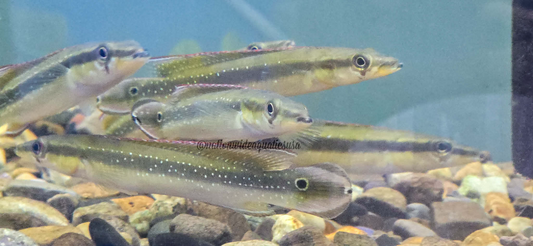 Crenicichla Multispinosa
