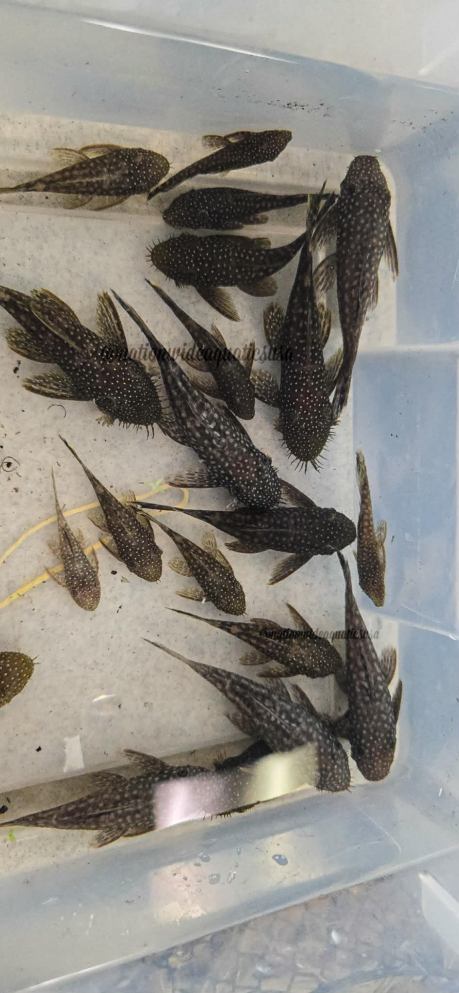 Ancistrus tamboensis 7 pack
