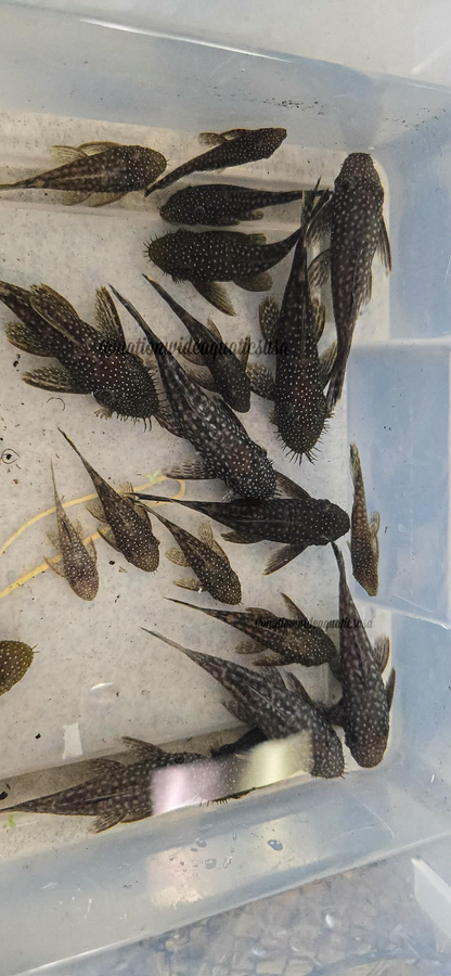 Ancistrus tamboensis 7 pack