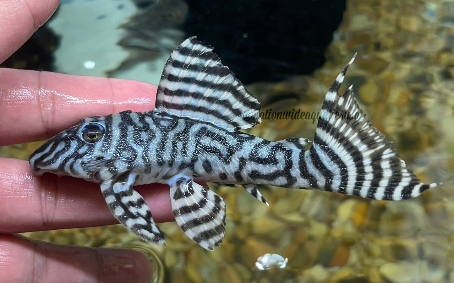 L333 king tiger pleco ((Hypancistrus sp.)