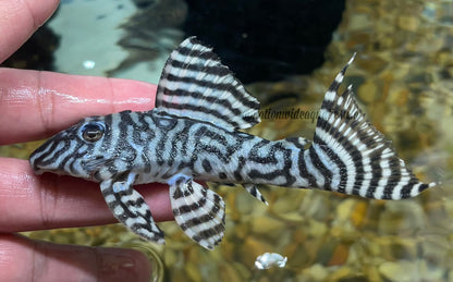 L333 king tiger pleco ((Hypancistrus sp.)