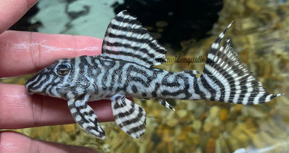 L333 king tiger pleco ((Hypancistrus sp.)