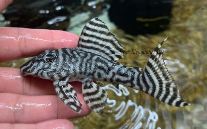 L333 king tiger pleco ((Hypancistrus sp.)