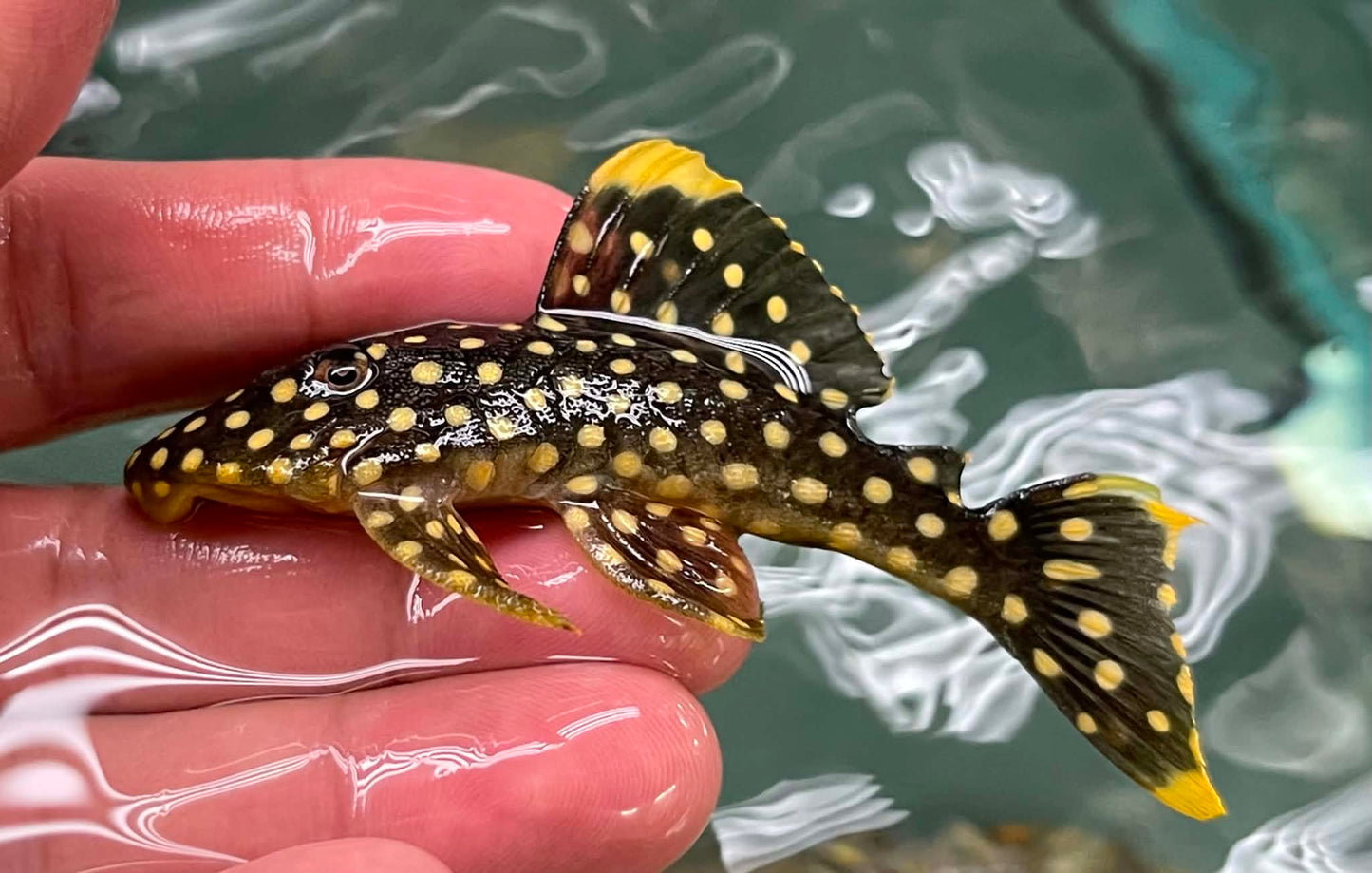 L177 Gold Nugget Pleco (Baryancistrus xanthellus)