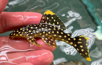 L177 Gold Nugget Pleco (Baryancistrus xanthellus)