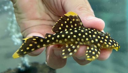 L177 Gold Nugget Pleco (Baryancistrus xanthellus)