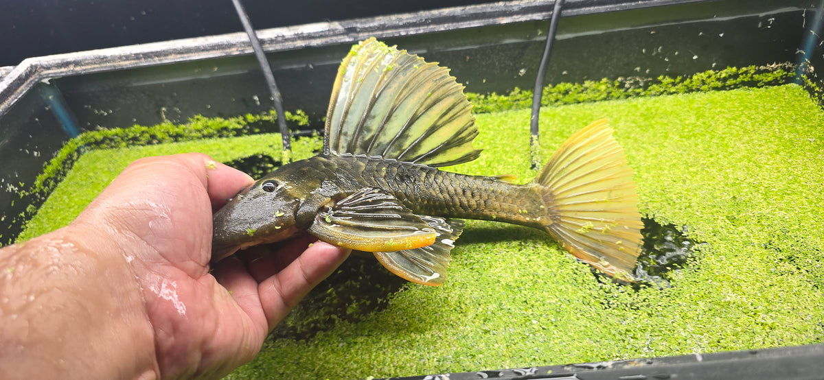 Hypostomus luteus phase 2.5